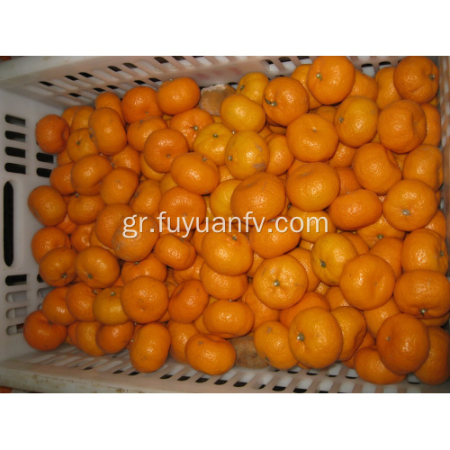 Νωπά Nanfeng Baby Mandarin